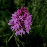 Anacamptis pyramidalisFlower