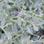 Baccharis pilularis Blad