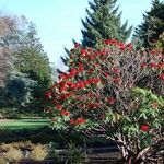 Rhododendron barbatum Hábito