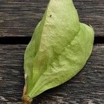 Staphylea pinnata Mbuma