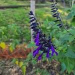 Salvia guaraniticaBloem