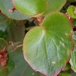Begonia cucullata Blad