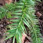 Araucaria angustifolia 葉
