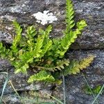 Asplenium marinum Leaf