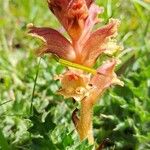 Orobanche reticulataFleur