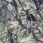 Pinus nigra ফুল