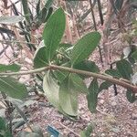 Acokanthera oppositifolia Leaf