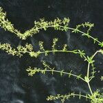 Galium asperifolium