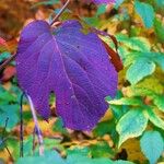 Viburnum lantanoides Leaf