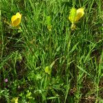 Ranunculus spicatus Celota