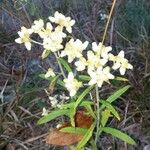 Pseudognaphalium californicum Flower