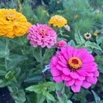 Zinnia elegansFlor