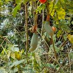 Passiflora tripartita Fruit