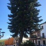 Araucaria heterophylla Leaf