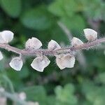 Scutellaria albida 果実