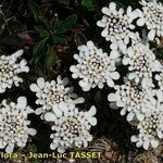 Iberis procumbens Natur