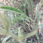 Andryala integrifolia Ліст