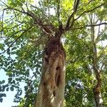 Fagraea berteroana 樹皮