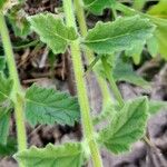 Verbena platensis Лист