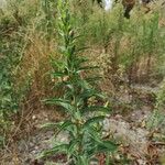 Oenothera villosa पत्ता