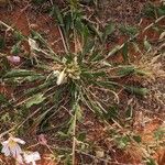 Oenothera albicaulis Vivejo