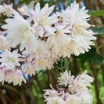 Deutzia scabraBlomst