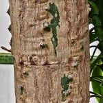 Euphorbia neriifolia Bark