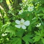 Anemonastrum canadense برگ