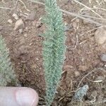 Achillea crithmifolia Ліст