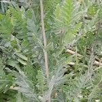 Achillea filipendulina Folha