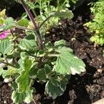 Plectranthus fruticosus Rinde
