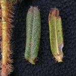Rhododendron setosum Yaprak