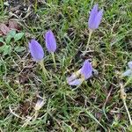 Crocus speciosusFlower