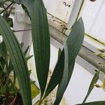 Coelogyne multiflora List