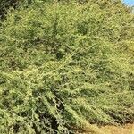 Senegalia senegal Хабит