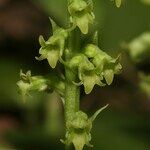 Gennaria diphylla 花