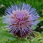 Cynara cardunculus花