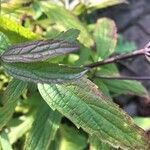 Solidago rugosaLeaf