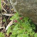 Saxifraga praetermissa Flower