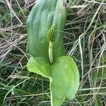 Neottia ovata Leaf