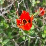 Tulipa orphanidea Blomst