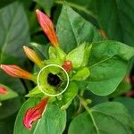 Mirabilis jalapa Fruitua