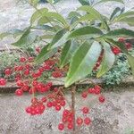 Ardisia crenata List