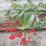 Ardisia crenata Blad