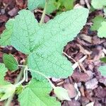 Lavatera bryoniifolia Leaf