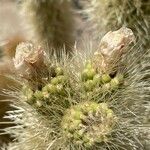 Cylindropuntia bigelovii Kvet