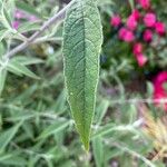 Buddleja davidiiഇല