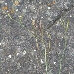 Epilobium brachycarpum Fruit