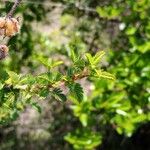 Kotschya strigosa Hoja
