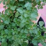 Urtica chamaedryoides Leaf